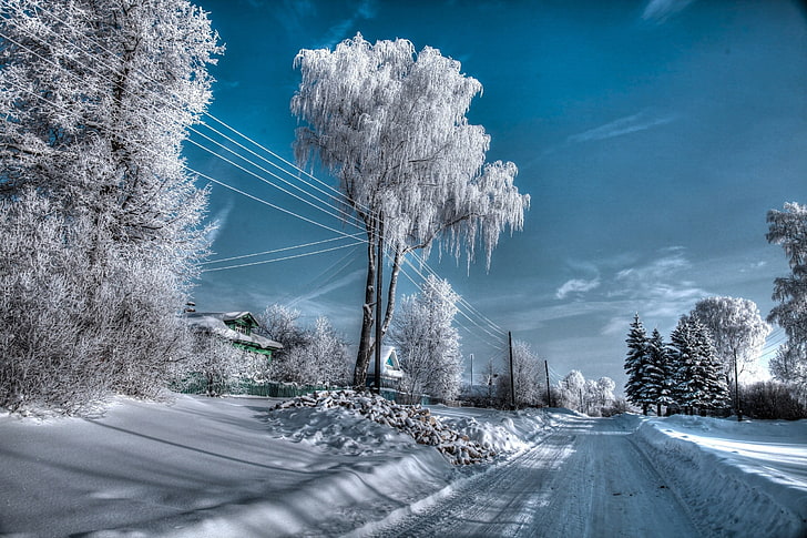 pohon berdaun penuh salju, musim dingin, Rusia, Wallpaper HD