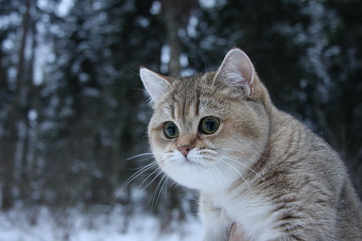 silver tabby cat, cat, winter, animals, HD wallpaper