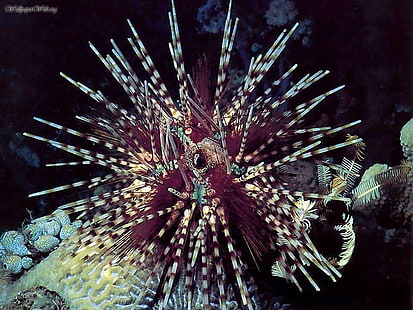 anémone anémones Pretty Undersea Life - Sea Urchin Animals Fish HD Art, FISH, Coral Reefs, anemone, anemones, coral, coral reef, Fond d'écran HD HD wallpaper
