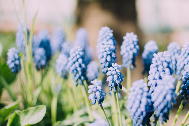 fleurs bleues, muscari, plantes, bleu, fleurs, printemps, nature, bokeh, fleurs bleues, Fond d'écran HD