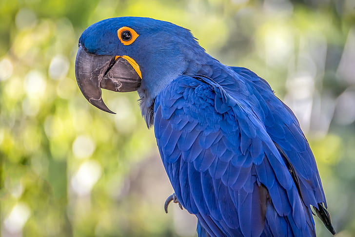 bird, parrot, hyacinth macaw, HD wallpaper