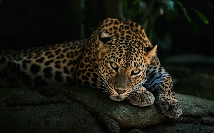 Leopardo predatore, leopardo, predatore, Sfondo HD