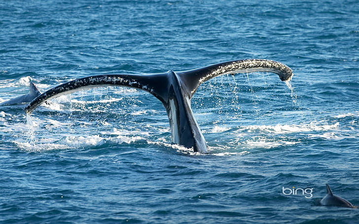 Tail,of,humpback,whale,queensl,australia, humpback, australia, queensland, whale, tail, animals, HD wallpaper