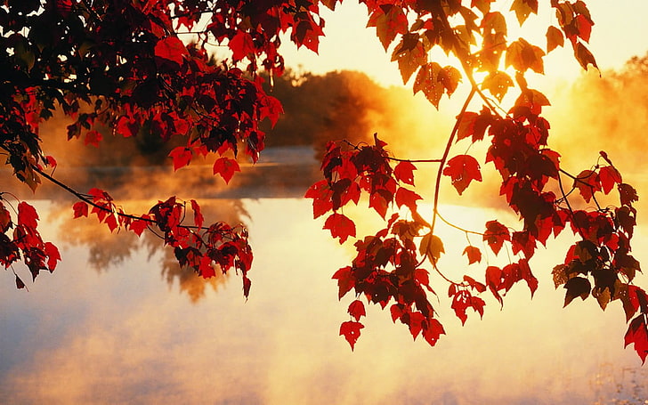 árvore vermelha, natureza, folhas, folhas vermelhas, névoa, lago, luz solar manchada, HD papel de parede