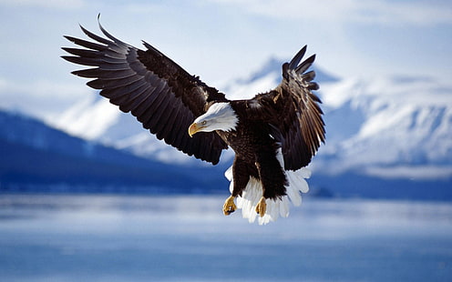 Águia voadora no lago, voar, lago, águia, HD papel de parede HD wallpaper
