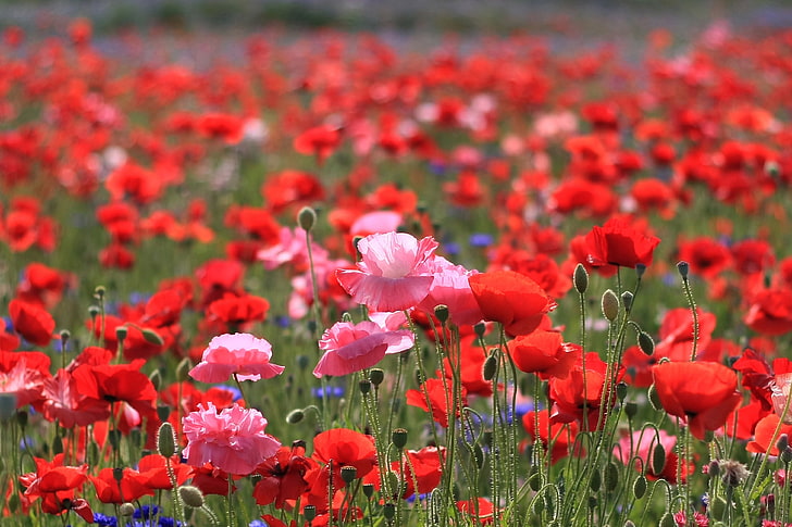 czerwone kwiaty maku, maki, pole, lato, natura, Tapety HD