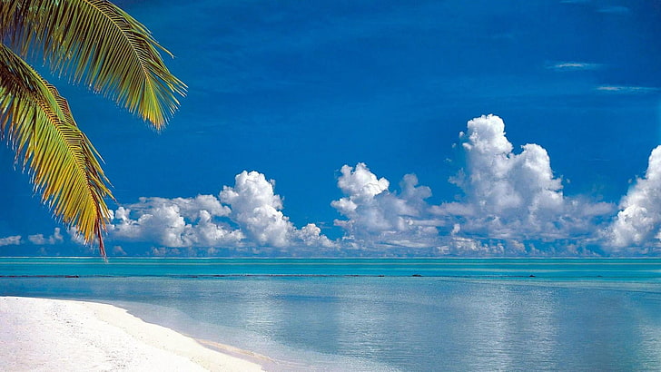 verão, praia, exótico, beira mar, arenoso, céu azul, mar azul, palma, HD papel de parede