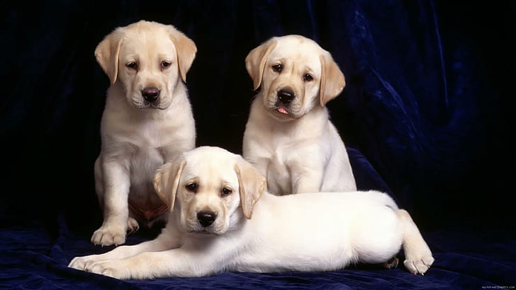 흰 강아지, 노란색 래브라도 리트리버 강아지 쓰레기, 동물, 개, 강아지, HD 배경 화면