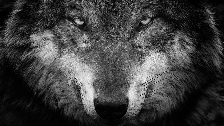 wolf, black, black and white, wildlife, monochrome photography, fauna, photography, snout, close up, eyes, monochrome, portrait, whiskers, fur, HD wallpaper