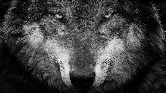 wolf, black, black and white, wildlife, monochrome photography, fauna, photography, snout, close up, eyes, monochrome, portrait, whiskers, fur, HD wallpaper HD wallpaper