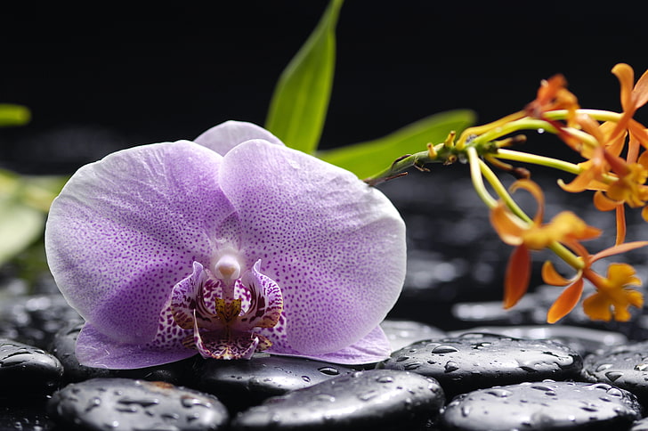 purple flower, water, drops, flowers, tenderness, beauty, petals, orchids, lilac, Orchid, Phalaenopsis, black stones, HD wallpaper