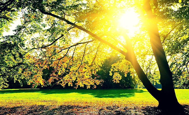 Autumn Sunrise, green leafed tree, Seasons, Autumn, beautiful, sunrise, fall, nature, sunshine, tree, HD wallpaper