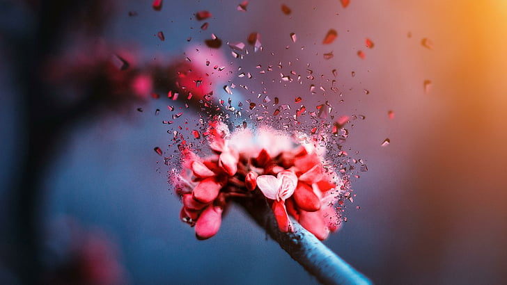 flower, red flower, blossom, macro photography, close up, flora, water, spring, petal, broken, branch, twig, plant, HD wallpaper