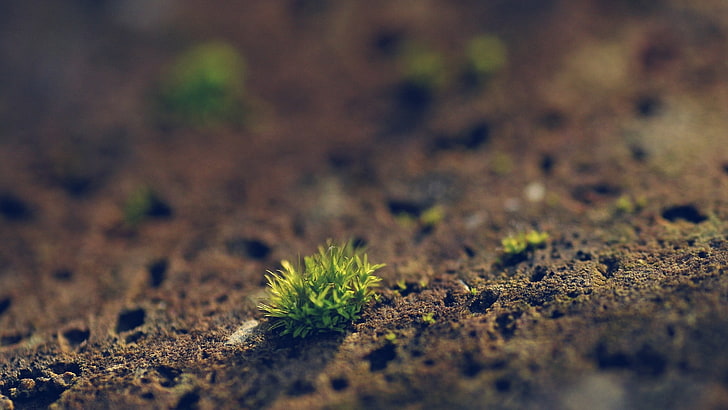 green plants, close-up photography of green grass, depth of field, macro, plants, HD wallpaper