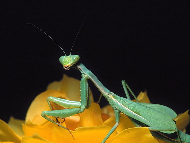 green praying mantis, mantis, flower, sitting, legs, HD wallpaper