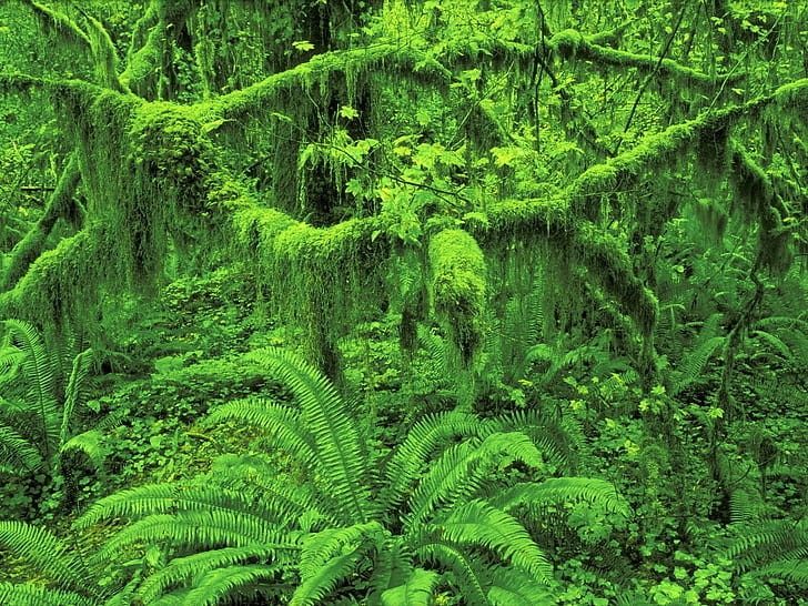 สีเขียวธรรมชาติป่าต้นไม้พืช, วอลล์เปเปอร์ HD