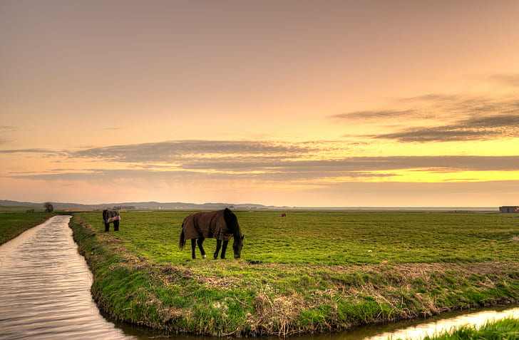 brun häst på grönt gräsfält under molnig himmel, hästar, hästar, hästar, middag, brun, häst, grönt gräs, molnigt, himmel, 35mm, djur, djur, vacker, ljus, D750, dagsljus, skärpedjup, dier, dieren , dike, nederländska, himmel, kväll, platt, fullbild, bete, HDR, högt dynamiskt omfång, Holland, landskapsfotografering, ljus, ljus, Låga länder, luft, natur, natuur, Nederland, Nikkor, Nikon D750, Noord-Holland, utomhus, bete, växt, plat, polder, serene, vår, solig, solnedgång, Nederländerna, vatten, zon, landsbygdsscen, gräs, gård, landskap, fält, jordbruk, utomhus, äng, HD tapet