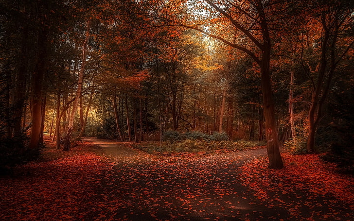 red leafed trees, fall, nature, leaves, park, landscape, path, trees, atmosphere, shrubs, sunlight, HD wallpaper
