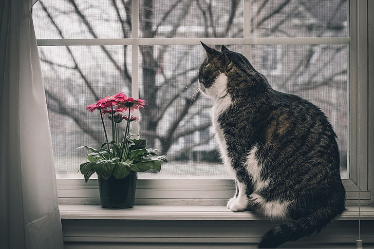 window, flowers, cat, animals, HD wallpaper
