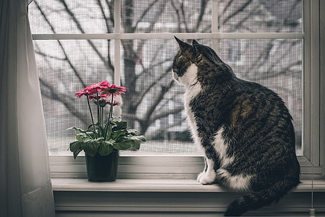 fenêtre, fleurs, chat, animaux, Fond d'écran HD HD wallpaper