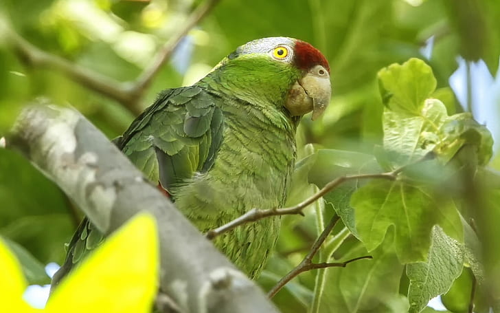Egzotyczna papuga zielona, ​​papuga zielona, ​​papuga egzotyczna, papuga, Tapety HD