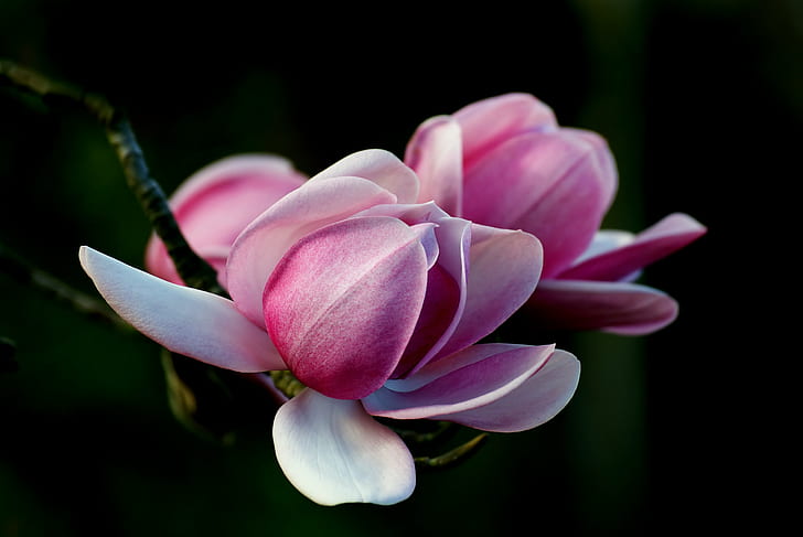 närbild fotografering av rosa orkidé i full blom, magnolia, magnolia, magnolia. Campbellii, närbildsfotografering, orkidé, full blom, Sony DSLR-A300, rosa, blommor, blommar, Public Domain, dedikation, CC0, foton, natur, kronblad, växt, blomma, rosa Färg, blommahuvud, skönhet i naturen, nära- upp, HD tapet