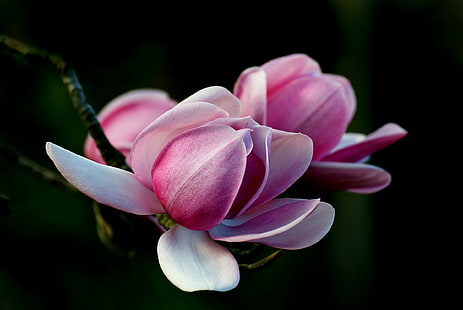 fotografia z bliska różowej orchidei w pełnym rozkwicie, magnolia, magnolia, magnolia. Campbellii, fotografia z bliska, orchidea, pełny rozkwit, Sony DSLR-A300, różowy, kwiaty, kwitnie, domena publiczna, poświęcenie, CC0, zdjęcia, natura, płatek, roślina, kwiat, różowy kolor, głowa kwiatu, piękno natury, blisko- w górę, Tapety HD HD wallpaper