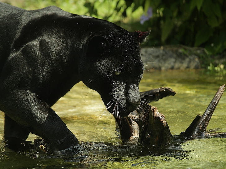 wajah, predator, Panther, mandi, kucing liar, kebun binatang, Jaguar hitam, Wallpaper HD