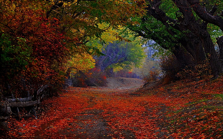 painting of forest during fall season, nature, landscape, colorful, path, trees, fence, leaves, fall, tunnel, shrubs, HD wallpaper