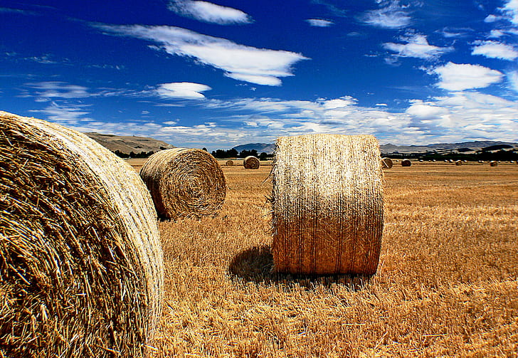 photo of brown hays, Haymaking, photo, Farming, Hay, Bales, Straw, day, photos, bale, agriculture, rural Scene, field, nature, farm, summer, harvesting, yellow, outdoors, crop, sky, landscape, gold Colored, rolled Up, wheat, landscaped, blue, HD wallpaper