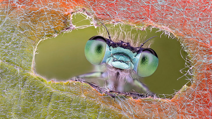dragonfly, insect, macro photography, close up, invertebrate, pest, wildlife, leaf, arthropod, hole, funny, peek, peep, HD wallpaper