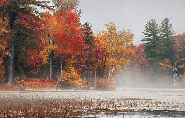 зеленые деревья, фотография, природа, пейзаж, осень, деревья, красочные, туман, утро, озеро, лес, Вермонт, HD обои