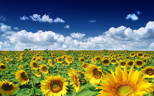 Sunflower Field Wallpaper 1640883, Fondo de pantalla HD HD wallpaper