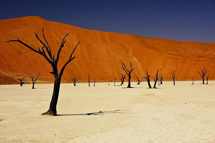 ديكور حائط خشبي بني وأسود ، إفريقيا ، ناميبيا ، دود فالي ، الأشجار ، الصحراء، خلفية HD