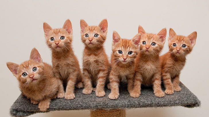 шест оранжеви котенца, животни, котка, бебета, седнали, бял фон, HD тапет