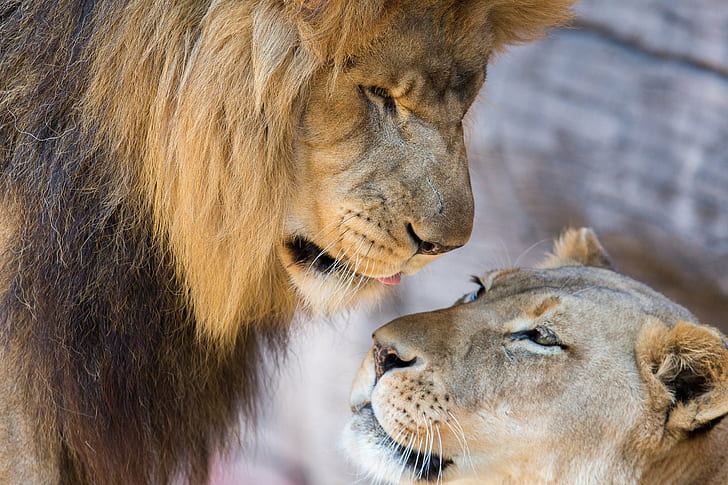 couple, lion, Lioness, lions, love, mood, HD wallpaper