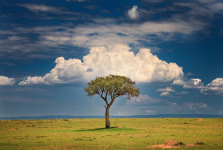 nuvole, albero, Savannah, Kenya, Jeffrey C. Sink, Sfondo HD
