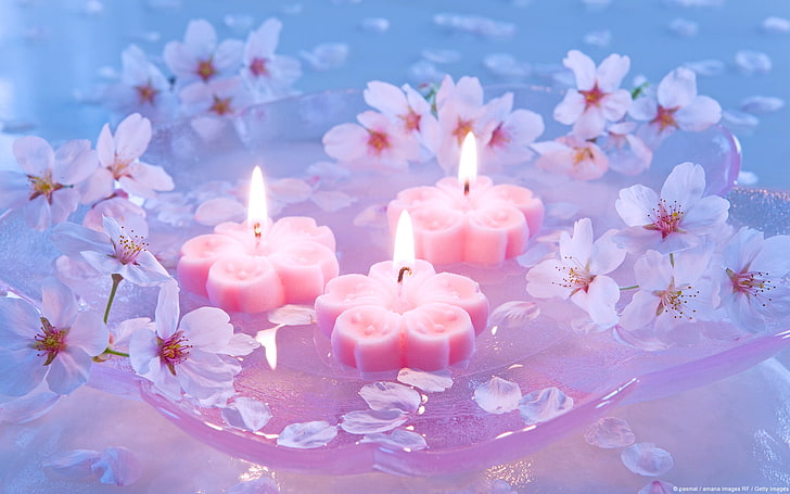 три розовые цветочные чайные свечи и белые вишни, цветы, свечи, японская вишня, HD обои