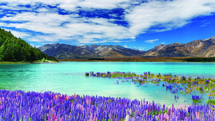 górskie jezioro, fotografia krajobrazowa, kwiat łubinu, pole łubinu, łąka, krajobraz, kwiat łubinu, góra, odbicie, jezioro tekapo, jezioro, fotografia, pustynia, Nowa Zelandia, niebo, kwiat, dziki kwiat, jezioro, Tapety HD