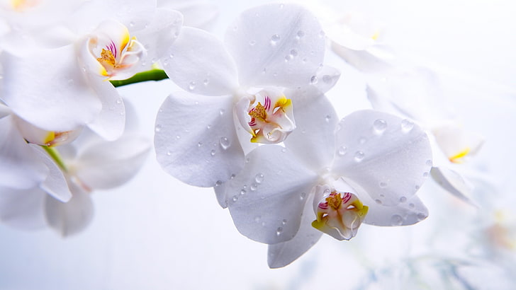 orquídea, flor, orquídea blanca, gotas, gotas de agua, Fondo de pantalla HD