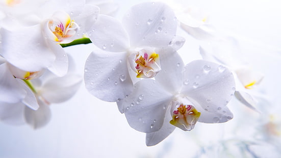 orkidé, blomma, vit orkidé, droppar, vattendroppar, HD tapet HD wallpaper