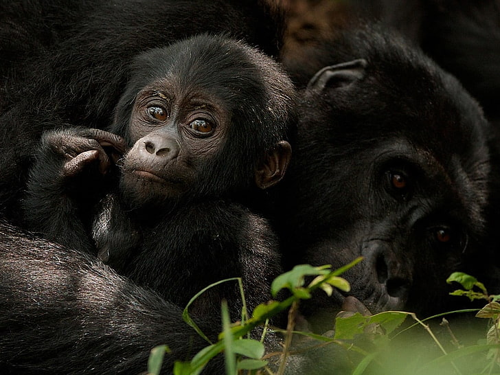 gorilas, simios, animales, Fondo de pantalla HD