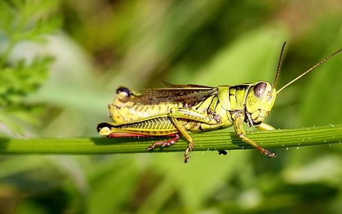 green grasshopper, grasshopper, grass, sticks, sit, insect, HD wallpaper HD wallpaper