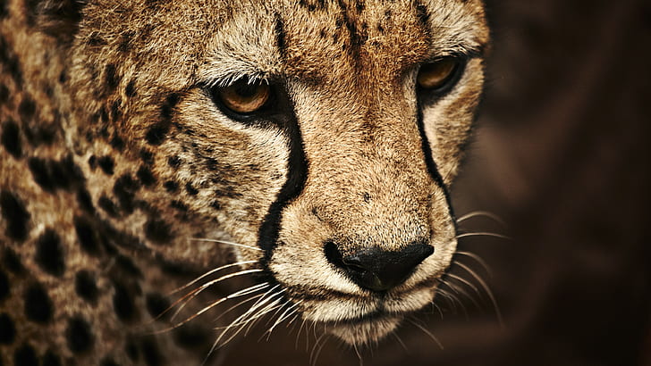 Wildkatze, Gepard, Tiere, HD-Hintergrundbild