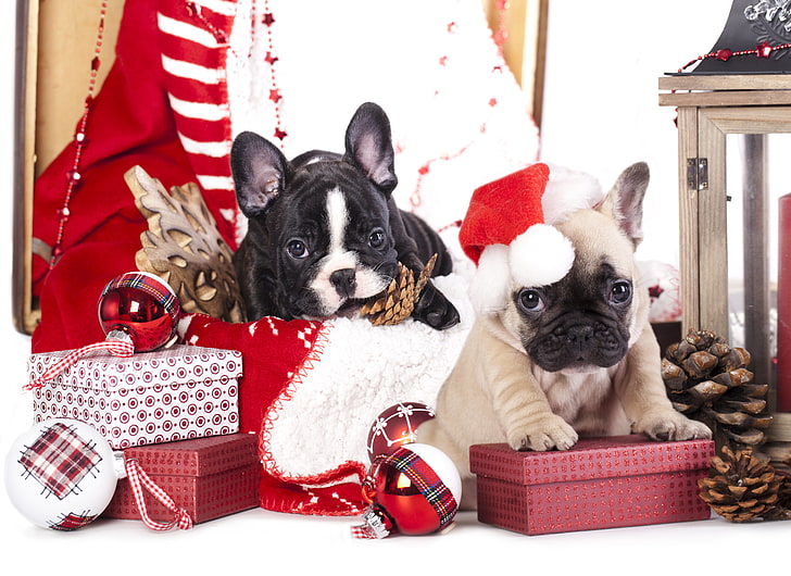 dos cachorros de bulldog francés negro y leonado, perros, pelotas, juguetes, cachorros, regalos, golpes, copos de nieve, gorra, caja, bulldog francés, Fondo de pantalla HD