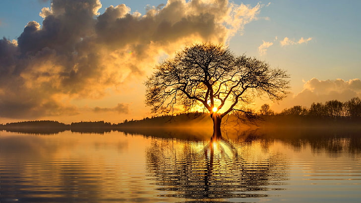 arbre solitaire, réflexion, eau, ciel, arbre isolé, arbre, banque, coucher de soleil, coucher du soleil, lac, atmosphère, nuage, horizon, calme, isolé, Fond d'écran HD