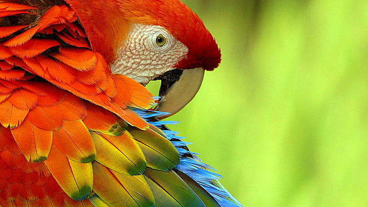 parrot, colorful, bird, feathery, HD wallpaper