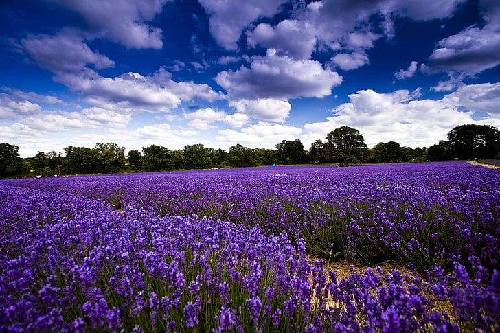 campo di fiori di lavanda viola, campo, cielo, nuvole, alberi, fiori, lavanda, Sfondo HD