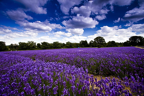 лилаво лавандулово цвете поле, поле, небе, облаци, дървета, цветя, лавандула, HD тапет HD wallpaper