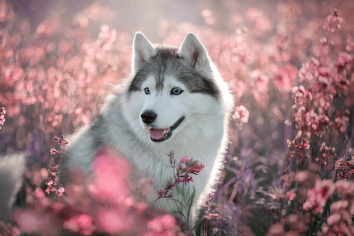 Cães, Husky, Cão, Flor, Animal De Estimação, HD papel de parede